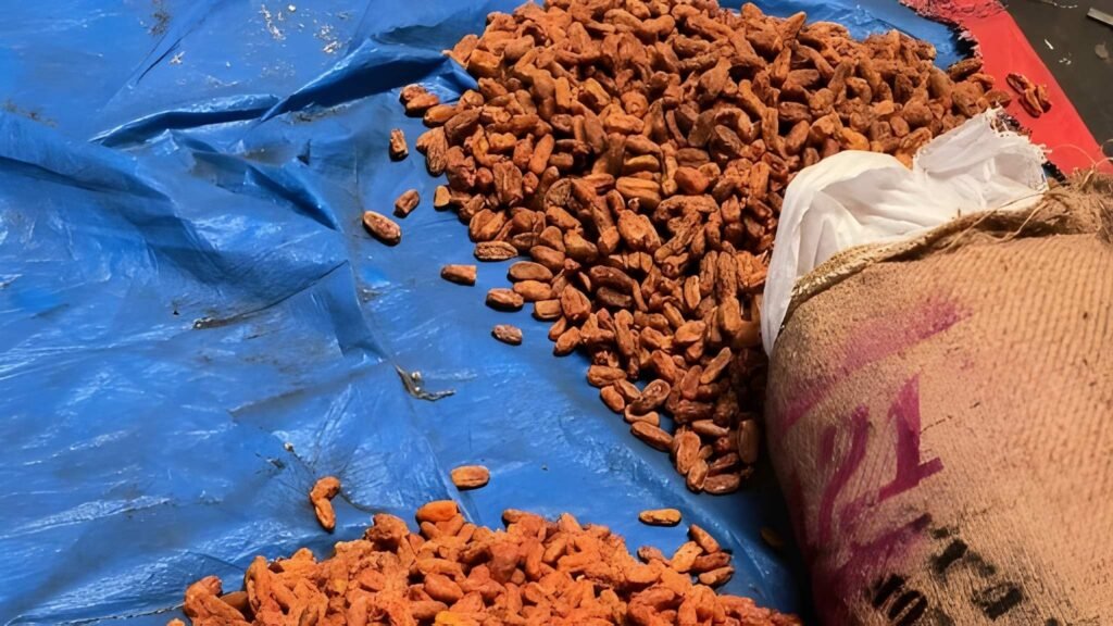 DRI Seizes 364 Metric Tonnes of Illegally Re-Routed Pakistan-Origin Dry Dates Worth ₹3 Crore at Kandla Port